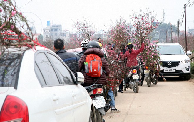S&aacute;t Tết, Nhật T&acirc;n tắc nghẽn v&igrave; d&ograve;ng người đổ x&ocirc; ra tận ruộng mua đ&agrave;o chơi Tết - Ảnh 7.