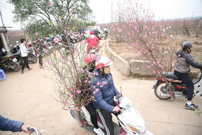 Sát Tết, Nhật Tân tắc nghẽn vì dòng người đổ xô ra tận ruộng mua đào chơi Tết - Ảnh 10.