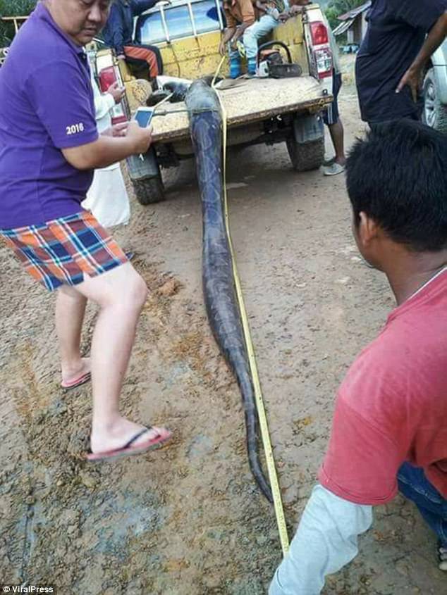 Ph&aacute;t hiện trăn khổng lồ 6m đang &acirc;n &aacute;i, d&acirc;n địa phương bắt về l&agrave;m thịt, x&agrave;o l&ecirc;n chia cho cả l&agrave;ng - Ảnh 7.
