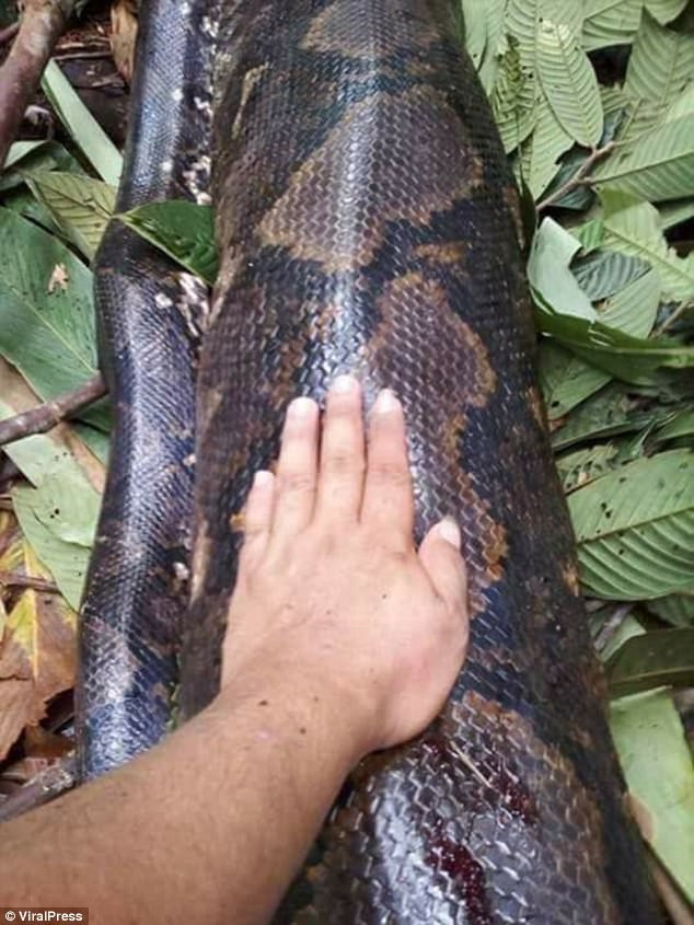 Ph&aacute;t hiện trăn khổng lồ 6m đang &acirc;n &aacute;i, d&acirc;n địa phương bắt về l&agrave;m thịt, x&agrave;o l&ecirc;n chia cho cả l&agrave;ng - Ảnh 5.