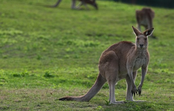 Đi săn kangaroo, nam thanh niên bị con mồi trả đũa đau đớn - Ảnh 2.