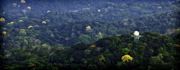 Không ngờ biến đổi khí hậu lại khiến rừng nhiệt đới này nở hoa - Ảnh 3.