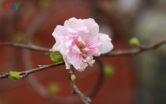 Chiêm ngưỡng vườn Nhất chi mai giữa Thủ đô Hà Nội - Ảnh 1.