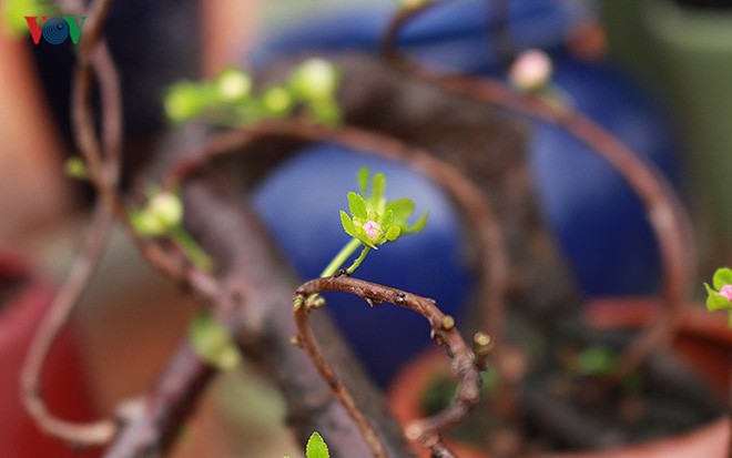 Chiêm ngưỡng vườn Nhất chi mai giữa Thủ đô Hà Nội - Ảnh 5.