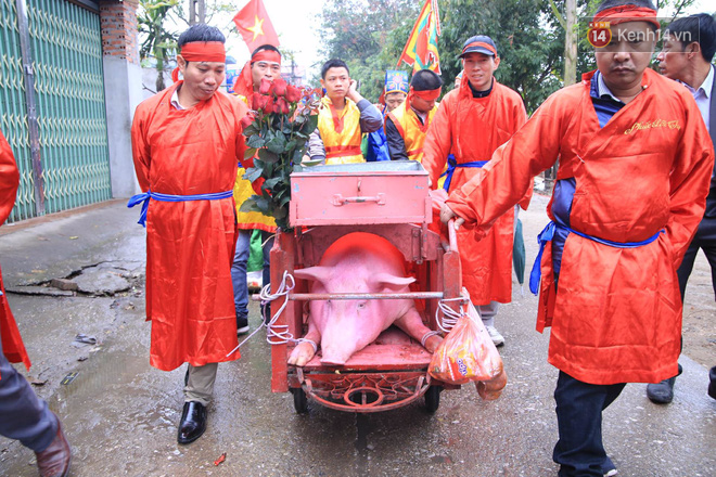 Lễ chém lợn ở Ném Thượng: Sau khi đưa rước quanh làng, hai ông ỉ được đem vào nơi kín đáo để “trảm” - Ảnh 13.