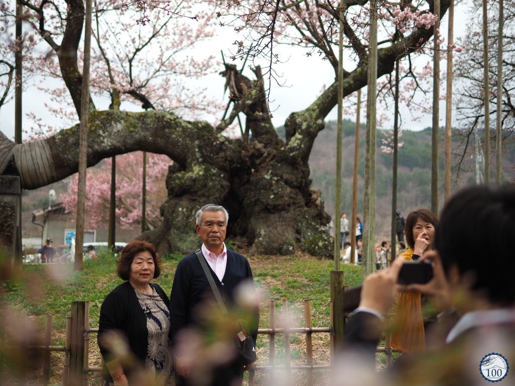 Xem tận mắt cây anh đào được chính phủ Nhật xếp vào hàng báu vật quốc gia P4089623-1024x768-1519297630854559259222