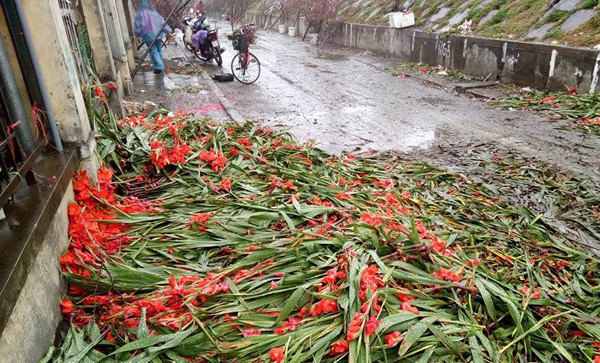 Hà Nội: Hoa tươi rớt giá, chỉ bằng 1/10 so với trước Tết, dân buôn vứt đổ đống tại chợ Quảng An - Ảnh 8.