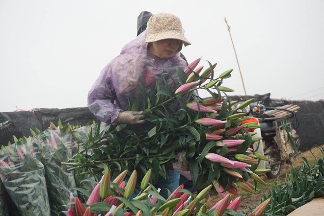 Hà Nội: Làng hoa Tây Tựu nở trái mùa, nông dân khóc ròng vì cắm nhà trả nợ - Ảnh 6.