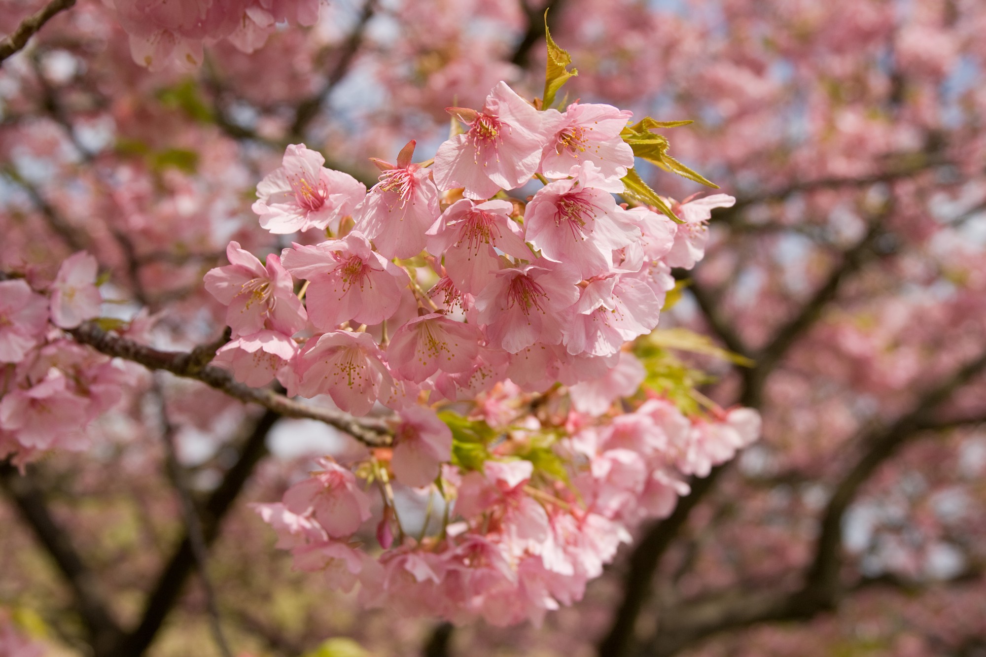 Nếu tưởng Sakura - hoa anh đào Nhật Bản chỉ có một loại thì bạn đã nhầm to rồi - Ảnh 2.