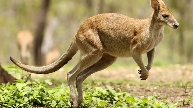 Nước Úc và châu Úc không phải là một và thủ đô của nước này không phải Sydney! - Ảnh 4.