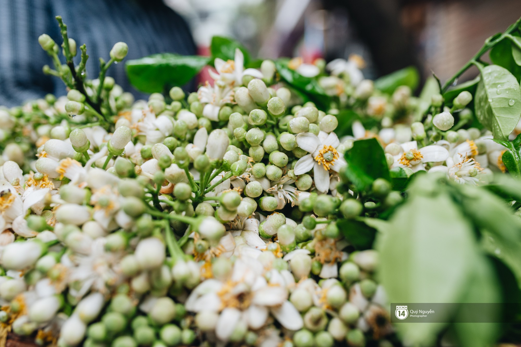 Giữa tiết trời nồm ẩm đầu xuân, có một Hà Nội nên thơ và dịu dàng hương hoa bưởi - Ảnh 9.