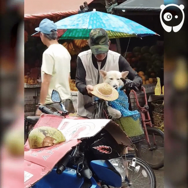 Chở c&uacute;n đi chơi th&igrave; gặp mưa, kh&ocirc;ng ai ngờ cụ &ocirc;ng lại c&oacute; h&agrave;nh động ấm l&ograve;ng khiến netizen v&ocirc; c&ugrave;ng x&uacute;c động - Ảnh 2.