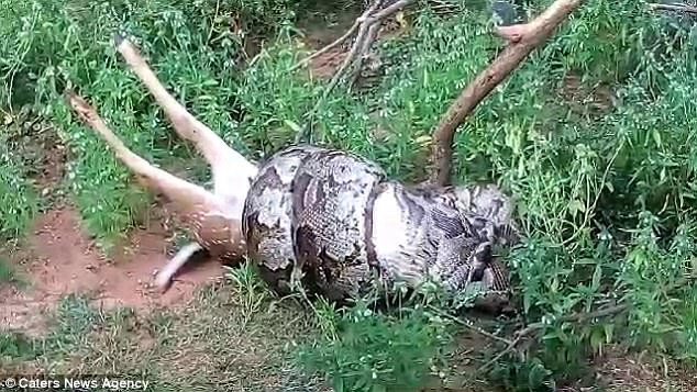 Tham quan vườn quốc gia Sri Lanka, du kh&aacute;ch kinh h&atilde;i khi ph&aacute;t hiện ra cảnh tượng trăn đang xơi t&aacute;i con mồi - Ảnh 2.