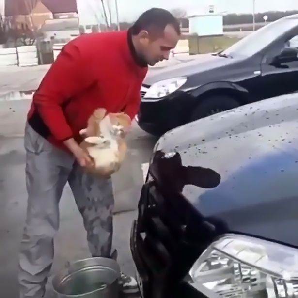 Phát hiện chú mèo nằm ngủ dưới xe, thanh niên gây phẫn nộ khi đem mèo nhúng nước, làm giẻ lau chiếc Mercedes - Ảnh 2.