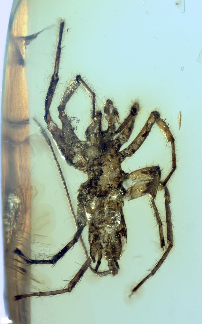 Nhện thường đã đáng sợ, nhưng loài nhện cổ đại này sẽ khiến nhiều người phải chết khiếp - Ảnh 3.