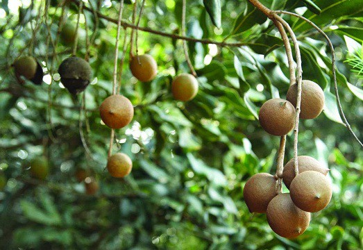 Loại hạt đắt đỏ được mệnh danh là hoàng hậu quả khô xuất hiện trong Tết mấy năm nay có gì đặc biệt? - Ảnh 2.