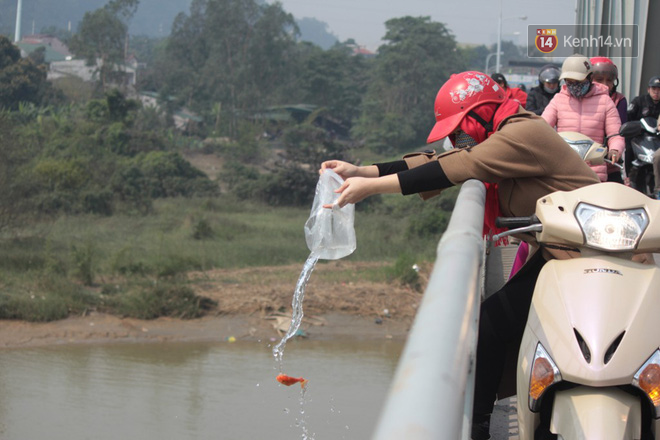 Người dân vô tư ném cá chép từ trên cầu cao hàng chục mét xuống sông để phóng sinh trong ngày ông Công ông Táo - Ảnh 3.