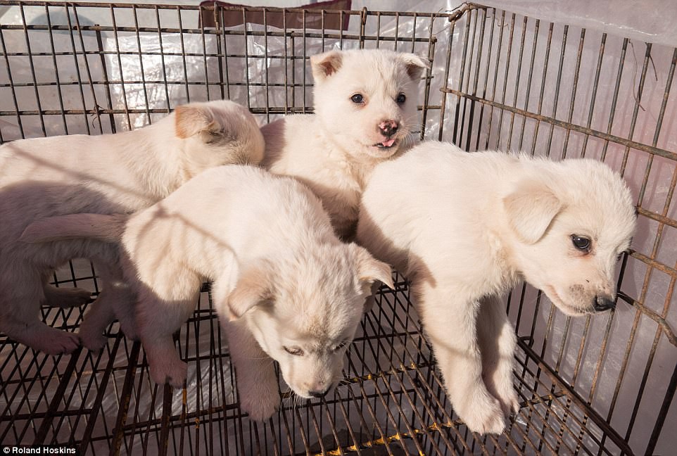 Собаки в корее. Корейские кормовые собаки. Китайская Сельская собака. Корейская съедобная собака.