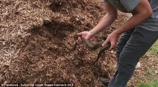 Soi kỹ v&agrave;o đống cỏ mục vườn nh&agrave;, gia đ&igrave;nh hoảng sợ khi thấy thứ nguy hiểm chết người r&igrave;nh rập - Ảnh 5.