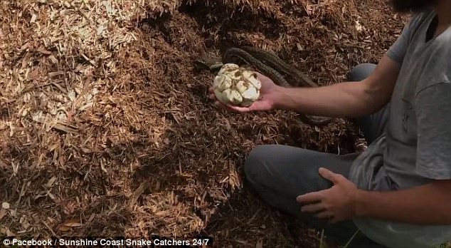 Soi kỹ v&agrave;o đống cỏ mục vườn nh&agrave;, gia đ&igrave;nh hoảng sợ khi thấy thứ nguy hiểm chết người r&igrave;nh rập - Ảnh 4.