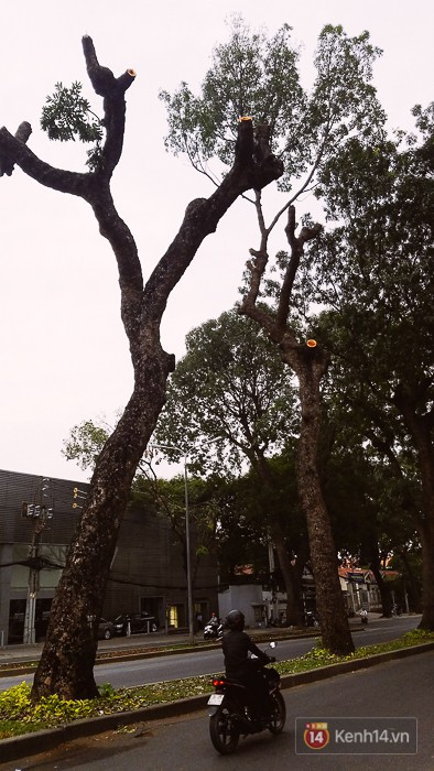 Chùm ảnh: Người Sài Gòn đặt hoa hồng trên gốc những hàng cây xanh bị đốn hạ ở đuờng Tôn Đức Thắng - Ảnh 17.