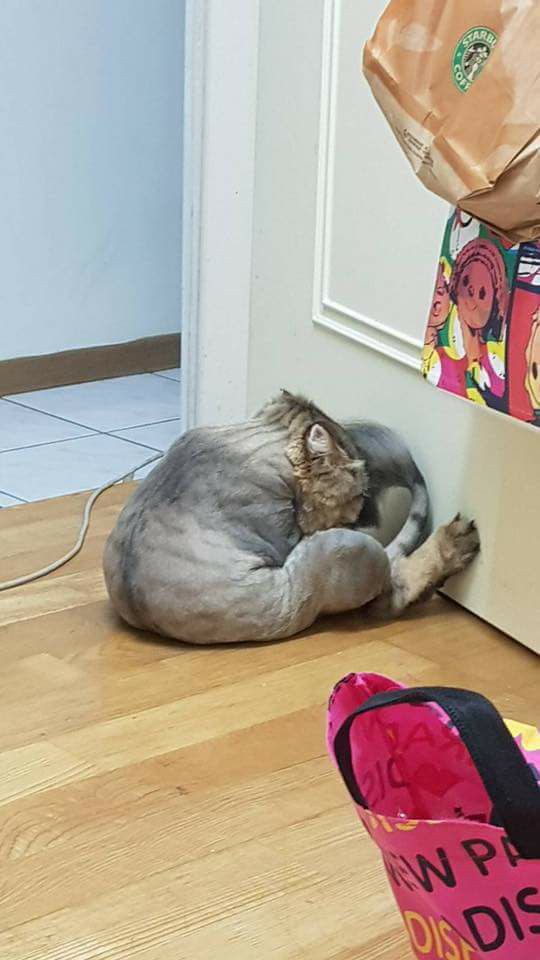 Chú mèo úp mặt vào tường, hờn dỗi cả thế giới vì bị cạo lông làm đẹp - Ảnh 3.