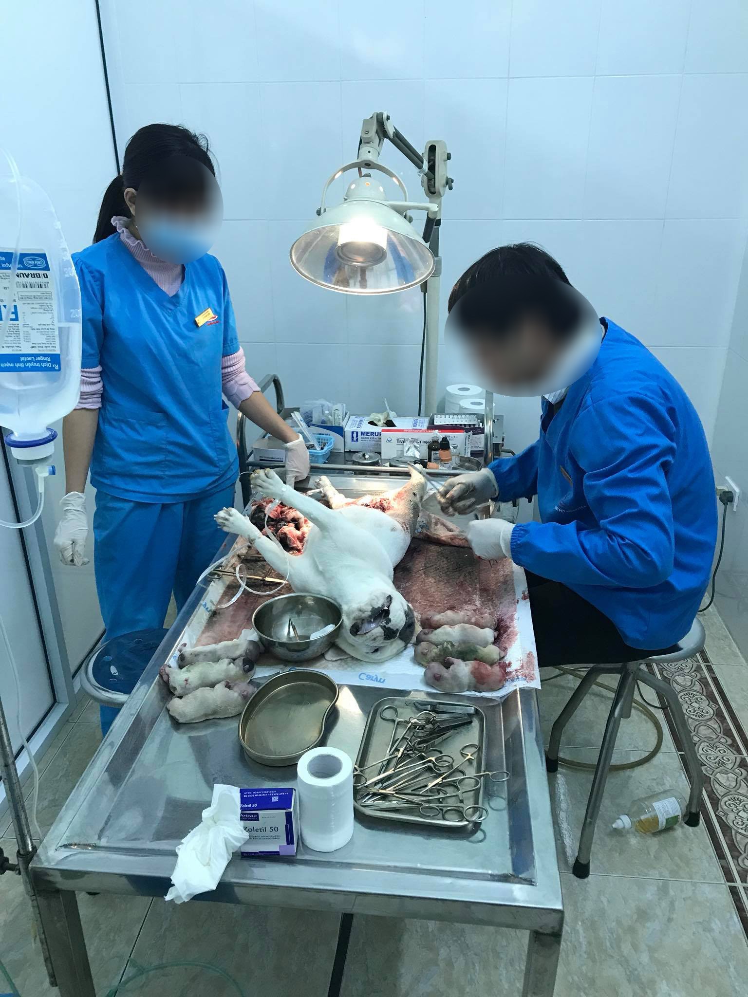 Bị tố làm chó Bull Pháp mang bầu 7 con chết, phòng khám lên tiếng: Tôi mong mọi người lắng nghe từ 2 phía - Ảnh 1.
