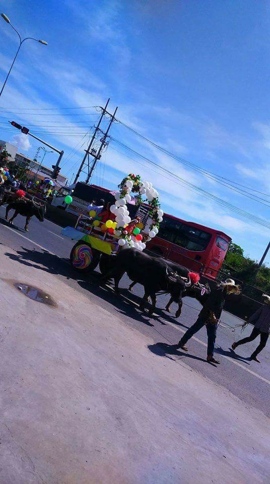 Bình Thuận: Đoàn xe dâu do trâu hì hục kéo khiến cư dân mạng thi nhau đòi cưới - Ảnh 2.