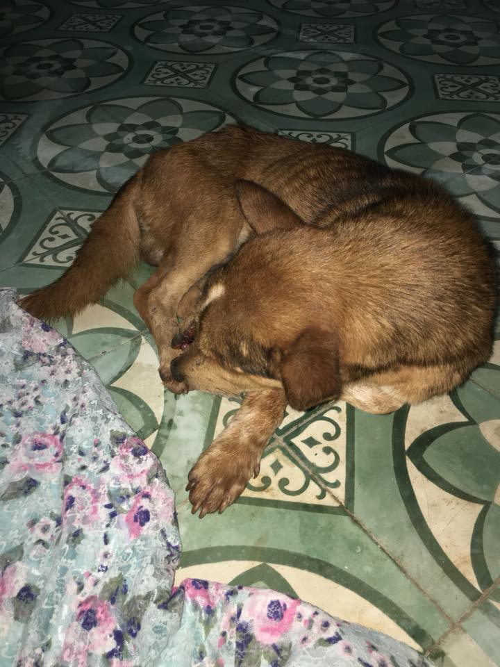 Vợ chồng trẻ ở Sài Gòn vượt cả trăm km, đưa chú chó bị chém đứt đôi mặt đi chữa trị - Ảnh 6.