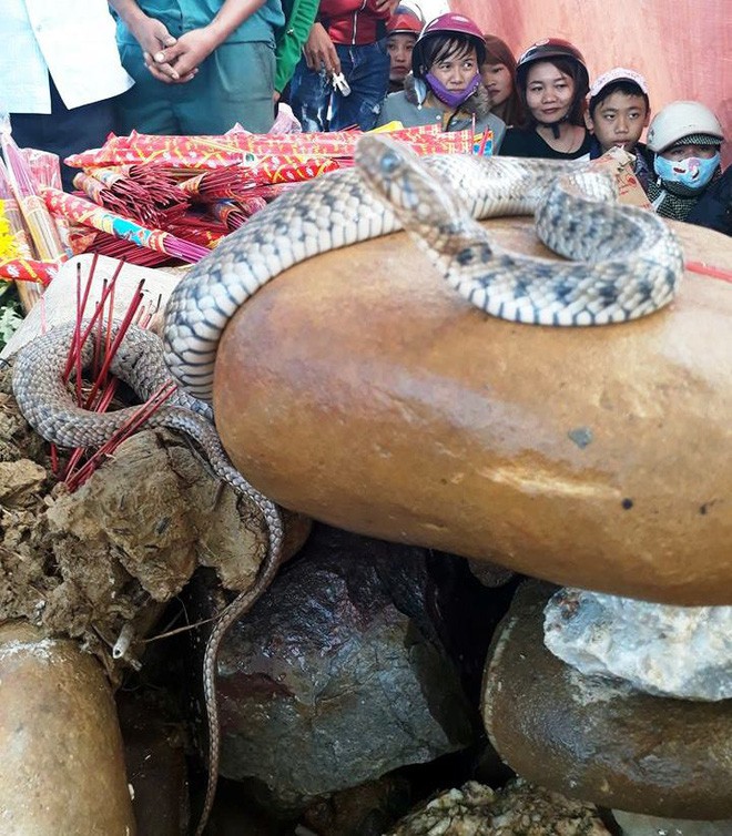 Hai con rắn xuất hiện trên ngôi mộ vô danh, hàng nghìn dân tập trung cúng bái - Ảnh 2.