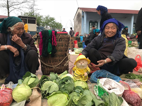 Chuyến phượt của chú mèo tên Chó: Đi ăn quà vặt quên cả long bào, tới biển Cát Bà mò ngay xuống tắm - Ảnh 4.