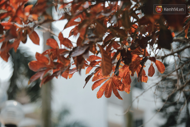 B&aacute;ch Khoa, Sư Phạm m&ugrave;a c&acirc;y thay l&aacute;, đẹp dịu d&agrave;ng như thu ở trời &Acirc;u - Ảnh 1.