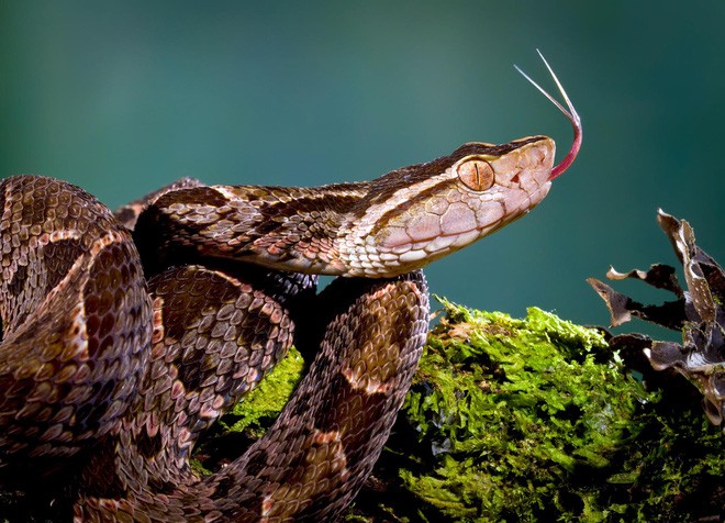 Mò vào ổ nhện kiếm ăn, loài rắn nguy hiểm nhất Costa Rica bị giết không thương tiếc - Ảnh 2.