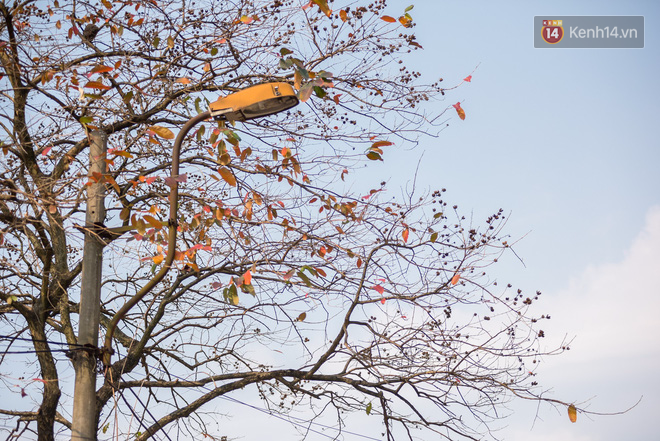B&aacute;ch Khoa, Sư Phạm m&ugrave;a c&acirc;y thay l&aacute;, đẹp dịu d&agrave;ng như thu ở trời &Acirc;u - Ảnh 22.