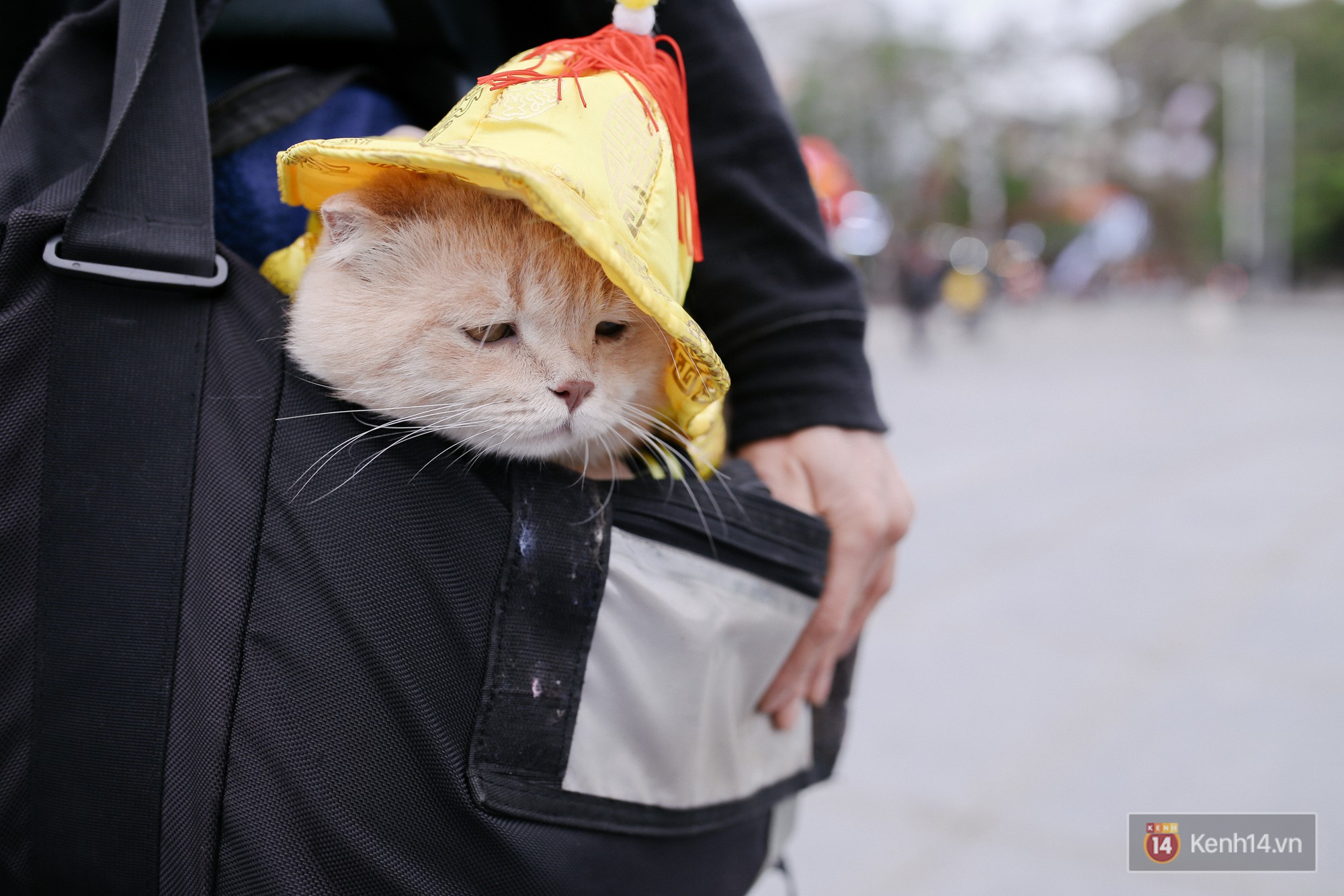 Về Hải Phòng “diện kiến” chú mèo tên Chó và cậu chủ siêu cute đang nổi danh khắp MXH tây ta - Ảnh 17.