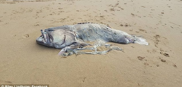 Phát hiện thủy quái trôi dạt vào bờ biển Úc: Đến nay chưa ai biết nó là con gì - Ảnh 1.