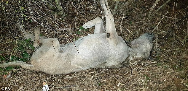 Phát hiện nhiều xác chó chết bí ẩn ở nông thôn Anh - Ảnh 1.
