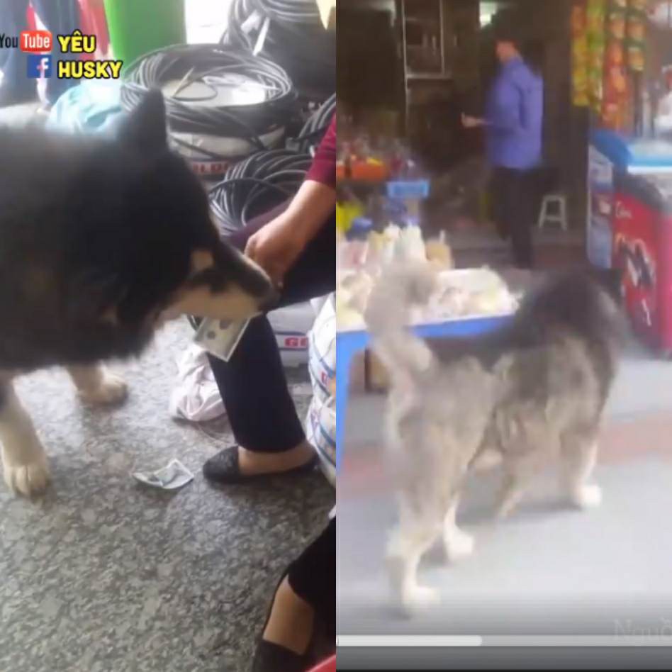 Chú chó husky thông minh thật thà, xin tiền đi mua sữa chua chỉ lấy đúng 5k không thừa không thiếu - Ảnh 2.