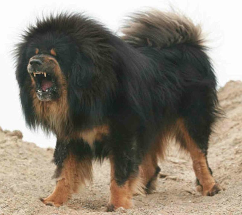 Bi kịch của Ngao Tây Tạng - từ "thần khuyển" triệu đô thành những con thú bị ruồng bỏ Mastiff-breeds-authentic-tibetan-mastiff-1520933805886488402710