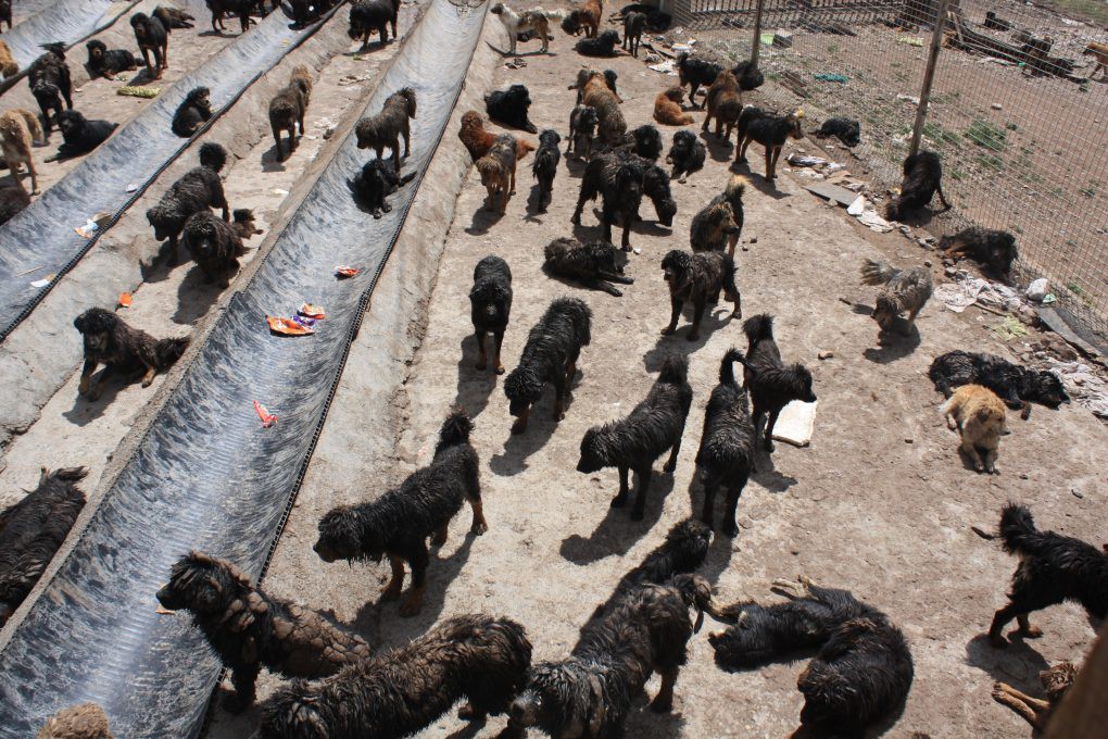 Bi kịch của Ngao Tây Tạng - từ "thần khuyển" triệu đô thành những con thú bị ruồng bỏ Photo-1-15209234671331435777581