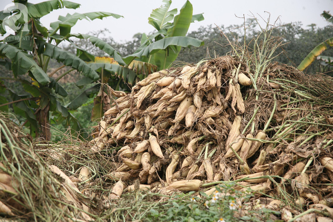 Hà Nội: Nông dân ngậm ngùi vứt bỏ hàng trăm tấn củ cải trắng vì không bán được - Ảnh 3.