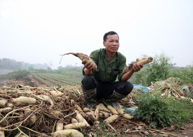 Hà Nội: Nông dân ngậm ngùi vứt bỏ hàng trăm tấn củ cải trắng vì không bán được - Ảnh 13.