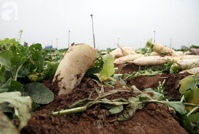Hà Nội: Nông dân ngậm ngùi vứt bỏ hàng trăm tấn củ cải trắng vì không bán được - Ảnh 16.