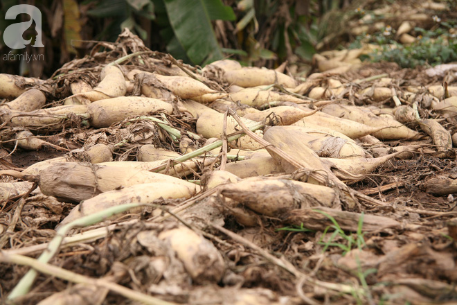 H&agrave; Nội: N&ocirc;ng d&acirc;n ngậm ng&ugrave;i vứt bỏ h&agrave;ng trăm tấn củ cải trắng v&igrave; kh&ocirc;ng b&aacute;n được - Ảnh 4.