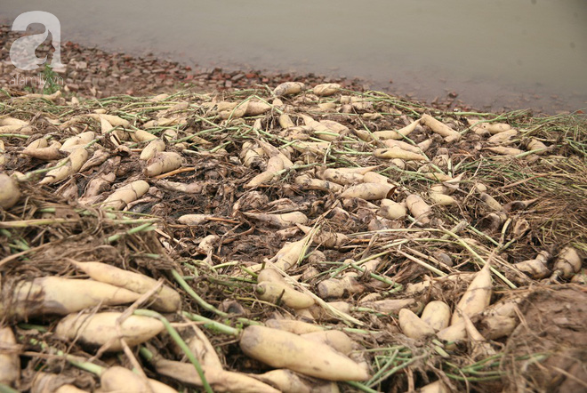 Hà Nội: Nông dân ngậm ngùi vứt bỏ hàng trăm tấn củ cải trắng vì không bán được - Ảnh 6.
