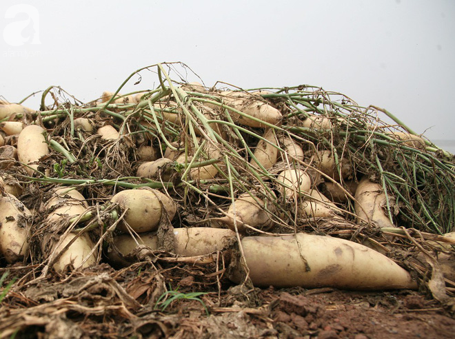 Hà Nội: Nông dân ngậm ngùi vứt bỏ hàng trăm tấn củ cải trắng vì không bán được - Ảnh 7.