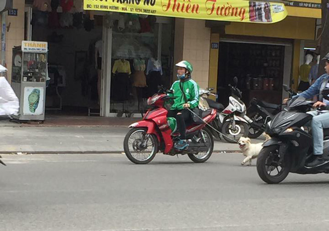 Thanh niên mặc đồng phục GrabBike tung tăng dắt chó đi dạo giữa phố đông - Ảnh 1.