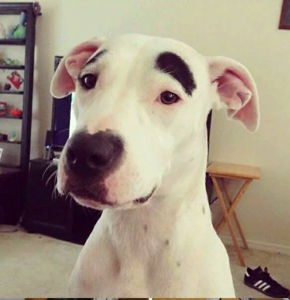 Bộ lông mặt hài của chú chó này sẽ khiến bạn cười thả ga. Những gam màu tươi sáng bắt mắt và bộ lông \