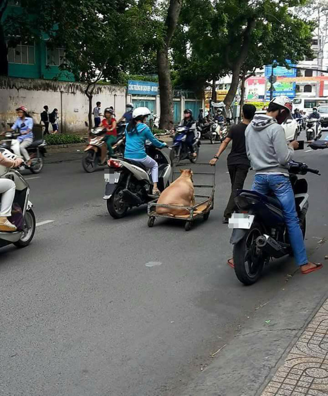 Chùm ảnh: Tết hết đã lâu nhưng đám boss tròn như quả bóng vẫn chưa trở về hình dạng cũ - Ảnh 6.