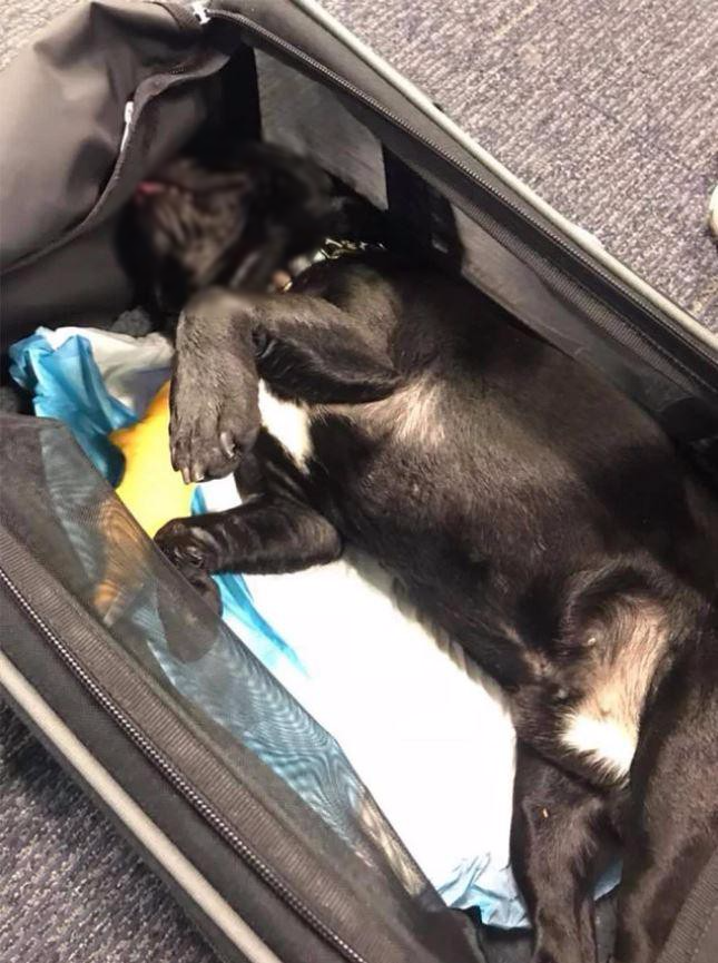 Bé gái 11 tuổi nhớ lại khoảnh khắc chú chó cưng chết ngạt khi bị ép lên khoang hành lý của hãng United Airlines - Ảnh 3.